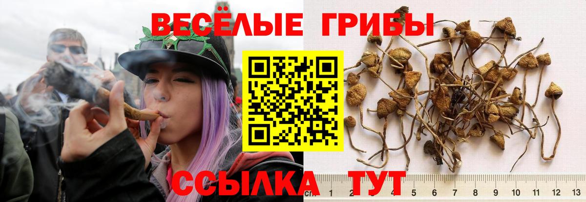 Псилоцибиновые грибы мицелий  Вход с VPN  Ставрополь 